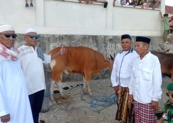 Bupati SBB Serahkan Hewan Qurban di Negeri Luhu, Tekankan Pentingnya Kebersamaan