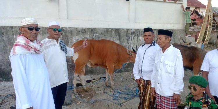 Bupati SBB Serahkan Hewan Qurban di Negeri Luhu, Tekankan Pentingnya Kebersamaan