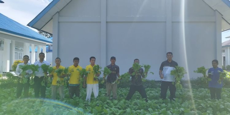 Dukung Ketahanan Pangan , Lapas Namlea Panen Ratusan Ikat Sawit.