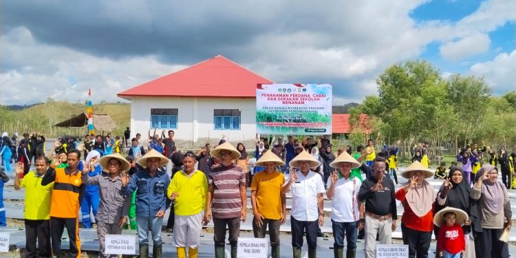 Dukung Ketahanan Pangan, SMK 6 Buru GERTAM 2500 Cabai Bersama Instansi Terkait