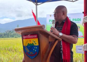 Panen Raya di Waimital, Pemkab SBB – Pemprov Maluku Kuatkan Kolaborasi Ketahanan Pangan