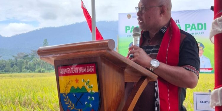 Panen Raya di Waimital, Pemkab SBB – Pemprov Maluku Kuatkan Kolaborasi Ketahanan Pangan