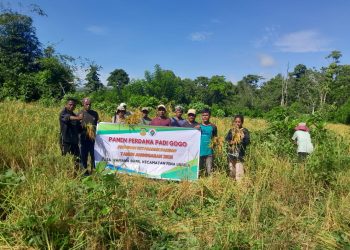 Dukung Ketahanan Pangan, Desa Wamana Baru Gelar Panen Perdana Padi Gogo