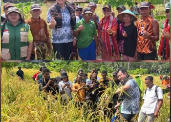 Bupati Ricky Jauwerissa Hadiri Panen Raya Arui Das, Ajak Tanimbar Mandiri Pangan Hadapi Krisis Global
