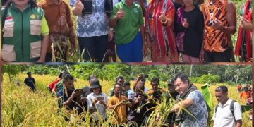 Bupati Ricky Jauwerissa Hadiri Panen Raya Arui Das, Ajak Tanimbar Mandiri Pangan Hadapi Krisis Global