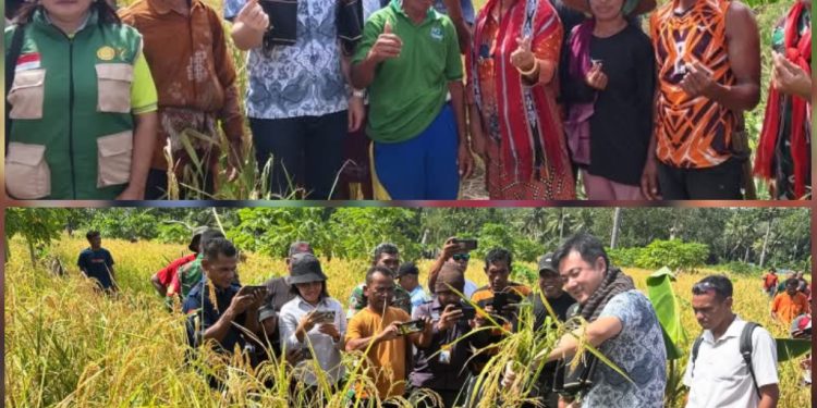 Bupati Ricky Jauwerissa Hadiri Panen Raya Arui Das, Ajak Tanimbar Mandiri Pangan Hadapi Krisis Global