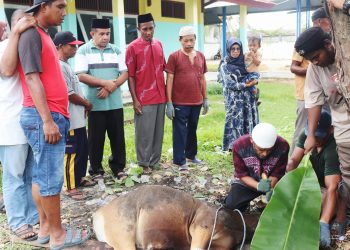 Tanamkan Semangat Berbagi.SMAN 2 Buru Sembelih 4 Sapi Kurban