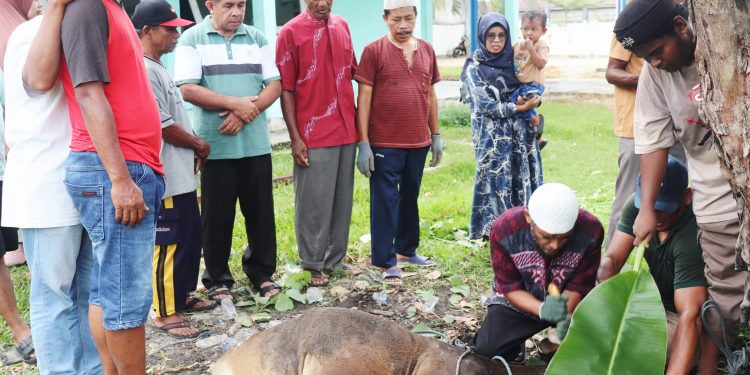 Tanamkan Semangat Berbagi.SMAN 2 Buru Sembelih 4 Sapi Kurban