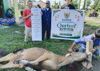 BAZNAS SBB Tebar Berkah Kurban, Empat Ekor Sapi Disalurkan untuk Masyarakat
