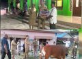 Bupati dan Wabup Tanimbar Serahkan Hewan Kurban Bantuan Presiden Prabowo untuk Umat Muslim Saumlaki