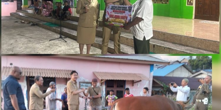 Bupati dan Wabup Tanimbar Serahkan Hewan Kurban Bantuan Presiden Prabowo untuk Umat Muslim Saumlaki