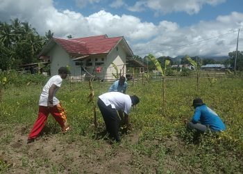 Inspiratif! Camat Taniwel Timur Ubah Lahan Terbengkalai Jadi Kebun Produktif, Hasilkan Hampir Setengah Ton Kacang Tanah