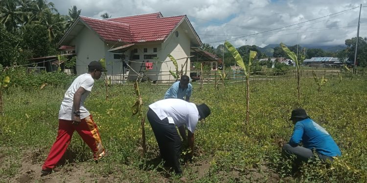 Inspiratif! Camat Taniwel Timur Ubah Lahan Terbengkalai Jadi Kebun Produktif, Hasilkan Hampir Setengah Ton Kacang Tanah