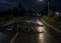 Teror Buaya Di Malam Hari, Warga Di Himbau Ekstra Waspada Saat Berkendara